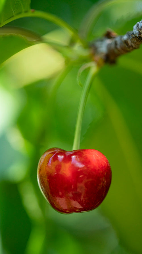 Understanding the Benefits of Summer Fridays Lip Balm Cherry