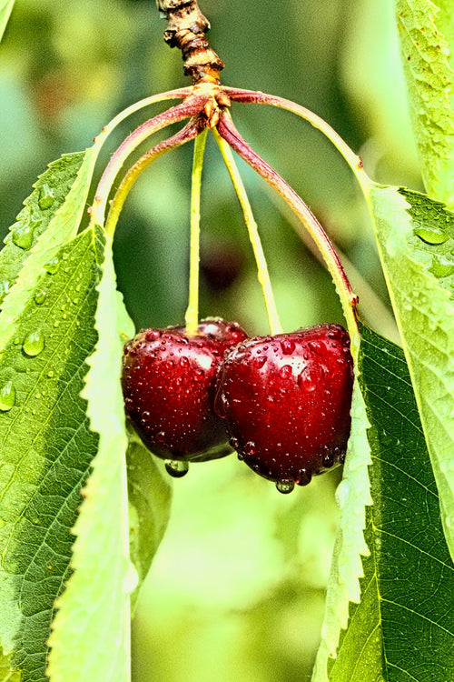 The Ultimate Guide to Summer Fridays Lip Balm Cherry