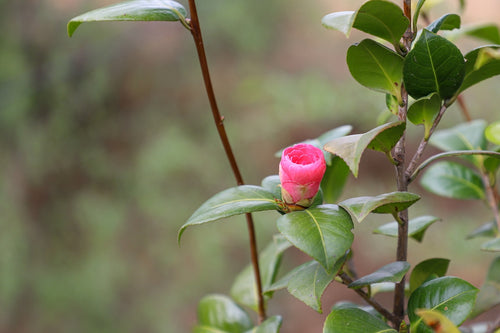 How to Choose the Perfect Lip Balm with Flower for Every Season