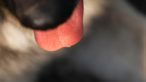 Why Choosing Lip Balm with Beetroot Is a Smart Move Explained