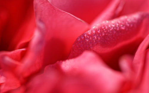 The Ultimate Guide to Choosing the Perfect Lip Balm Infused with Flowers