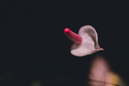 Exploring the Science Behind Lip Balm with Flower Infusions