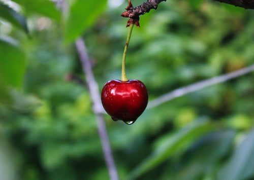 Why Summer Fridays Lip Balm Cherry Should Be Your Go-To Choice