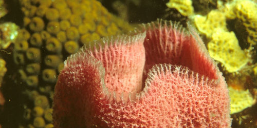 Why Spongebob Lips Are the Internet's Latest Obsession